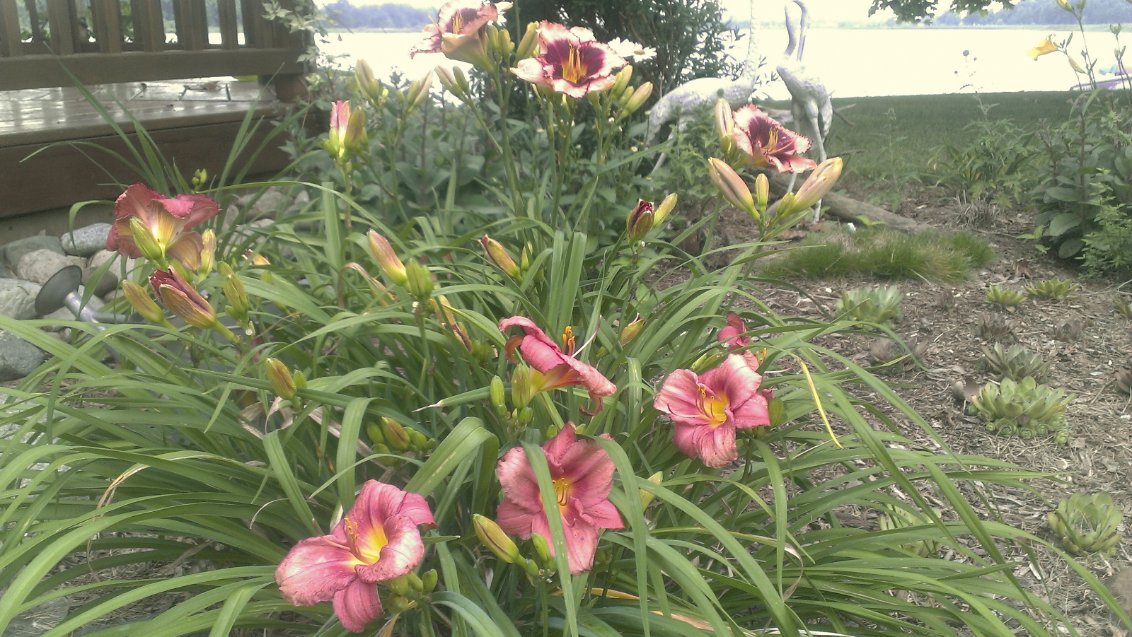 Daylilies